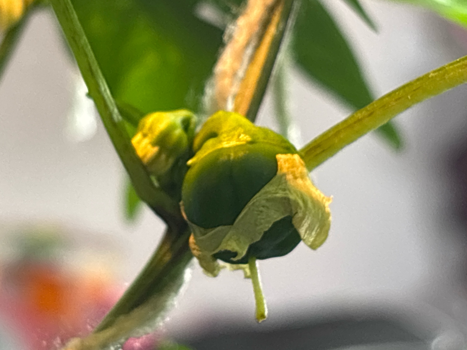 Hydroponics System Gets Installed at Michigan School Lunch Program
