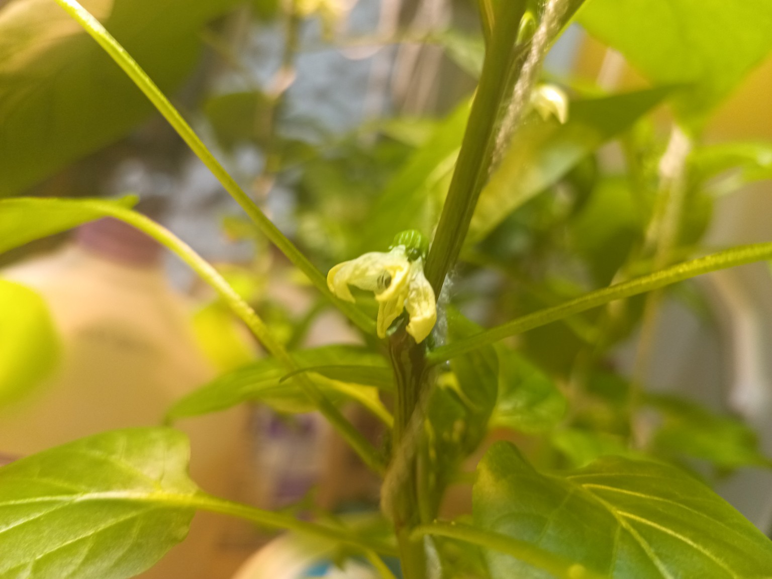 Hydroponic Urban Farm Gets Permit in Hartford